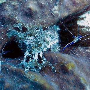 Pederson Cleaner Shrimp