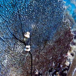 Flamingo Tongue Snails
