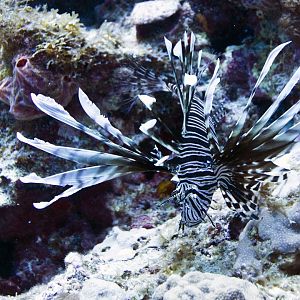 Invasive Lionfish