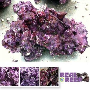 p-77759-real-reef-natural.jpg