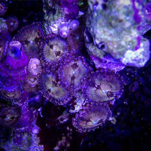 Halle berry zoas
