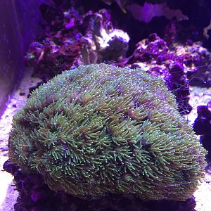 XL Galaxea Coral