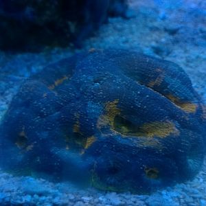 acan.jpg