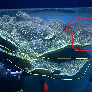 Large_frag_yellow_turbinaria.jpg