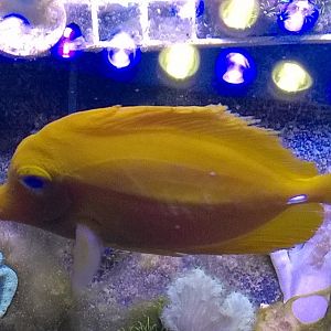 md_yellow_tang.jpg
