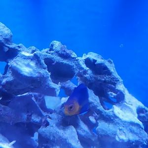 5-20-16 Cherub Angel 1.JPG