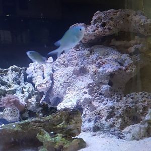 5-20-16 green-blue chromis.JPG