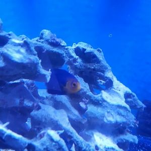 5-22-16 Cherub Angel 2.JPG