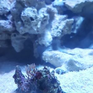 5-22-16 green star polyps.JPG