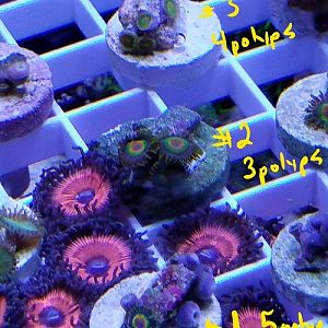 rastas first set.jpg