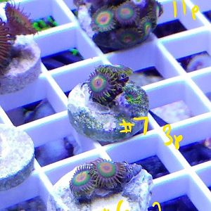 Rastas third set.jpg