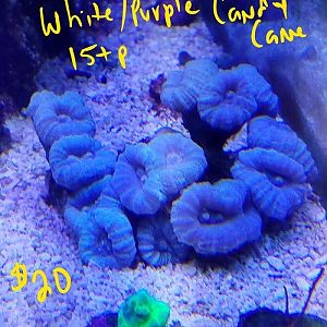 InkedWhitePurple Candy Cane_LI.jpg