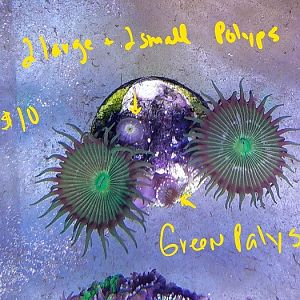 InkedGreen Neon Palys_LI.jpg