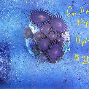 InkedGorilla Nips_small.jpg