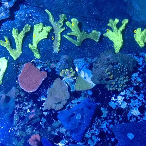 Green_hydnophora_frags