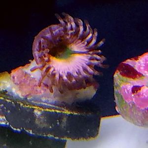 Rainbow Zoanthids