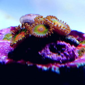 Rasta Zoanthids