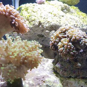 My corals