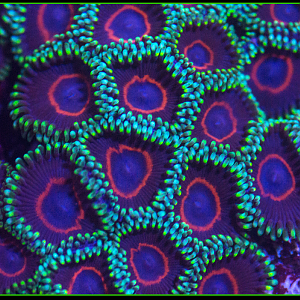 Cherry Hornets Rare Designer Zoanthids