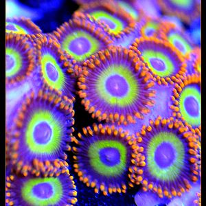 Fruit Loop Rare Designer Zoanthids