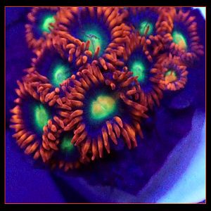 Goblin Fire Rare Designer Zoanthids