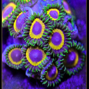 Jungle Juice Rare Designer Zoanthids