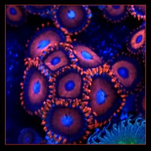 Ked Red Rare Designer Zoanthids