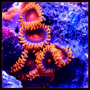 Orange Bam Bam Designer Zoanthids