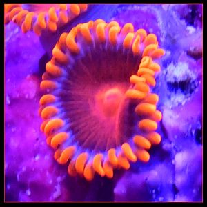 Orange Bam Bam Rare Zoanthids