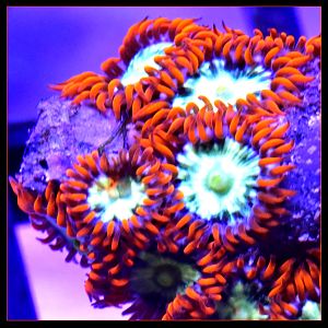 Pin Wheels Rare Designer Zoanthids