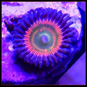 Sunny D Rare Designer Zoanthids