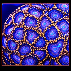 Twizzler Designer Zoanthids