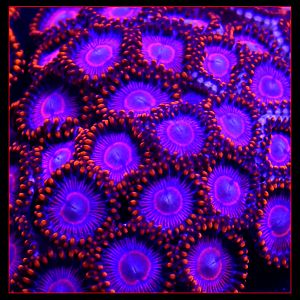 Twizzler Rare Zoanthids