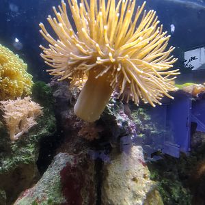 Long polyp toadstool