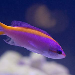 DA246DF2-1664-43E0-BF00-6B7FD821418F