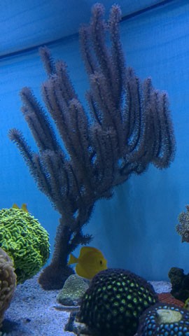 Gorgonian_180.jpg