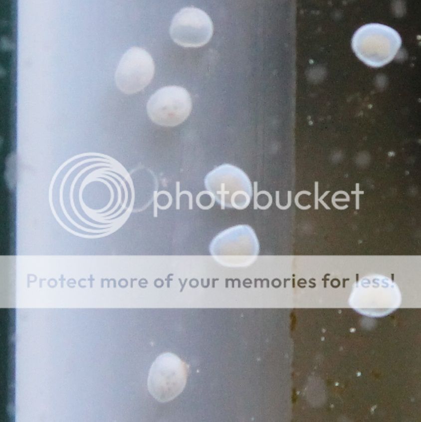 ID please Round white spots on glass? TCMAS Forums