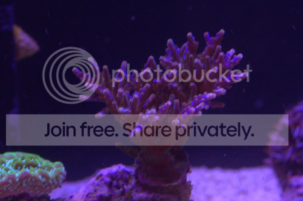 BC%20mystery%203-7-17_zpsqod3uwwx.jpg~original