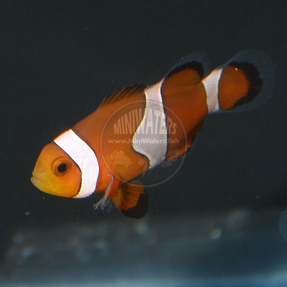 Amphiprion_ocellaris_small_2.jpg
