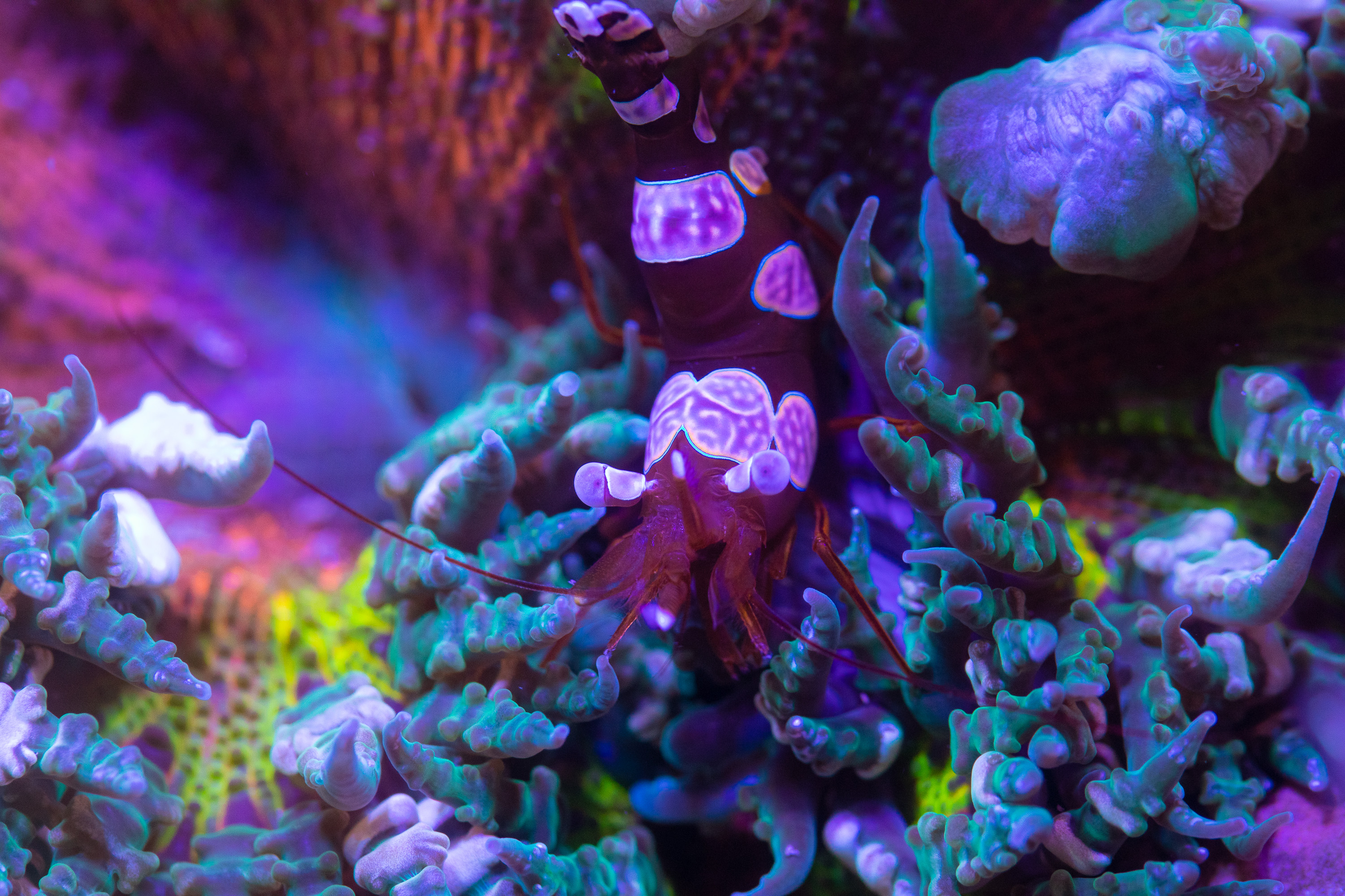 reefsavvy-114.jpg