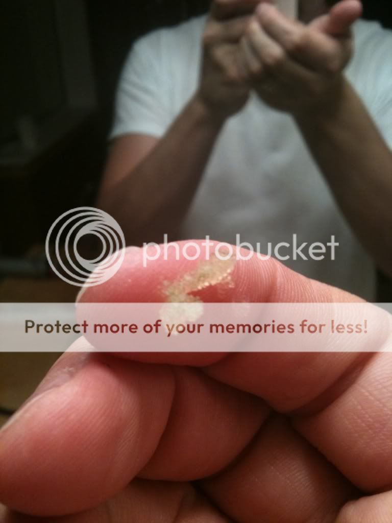 Green Chromis eggs? TCMAS Forums