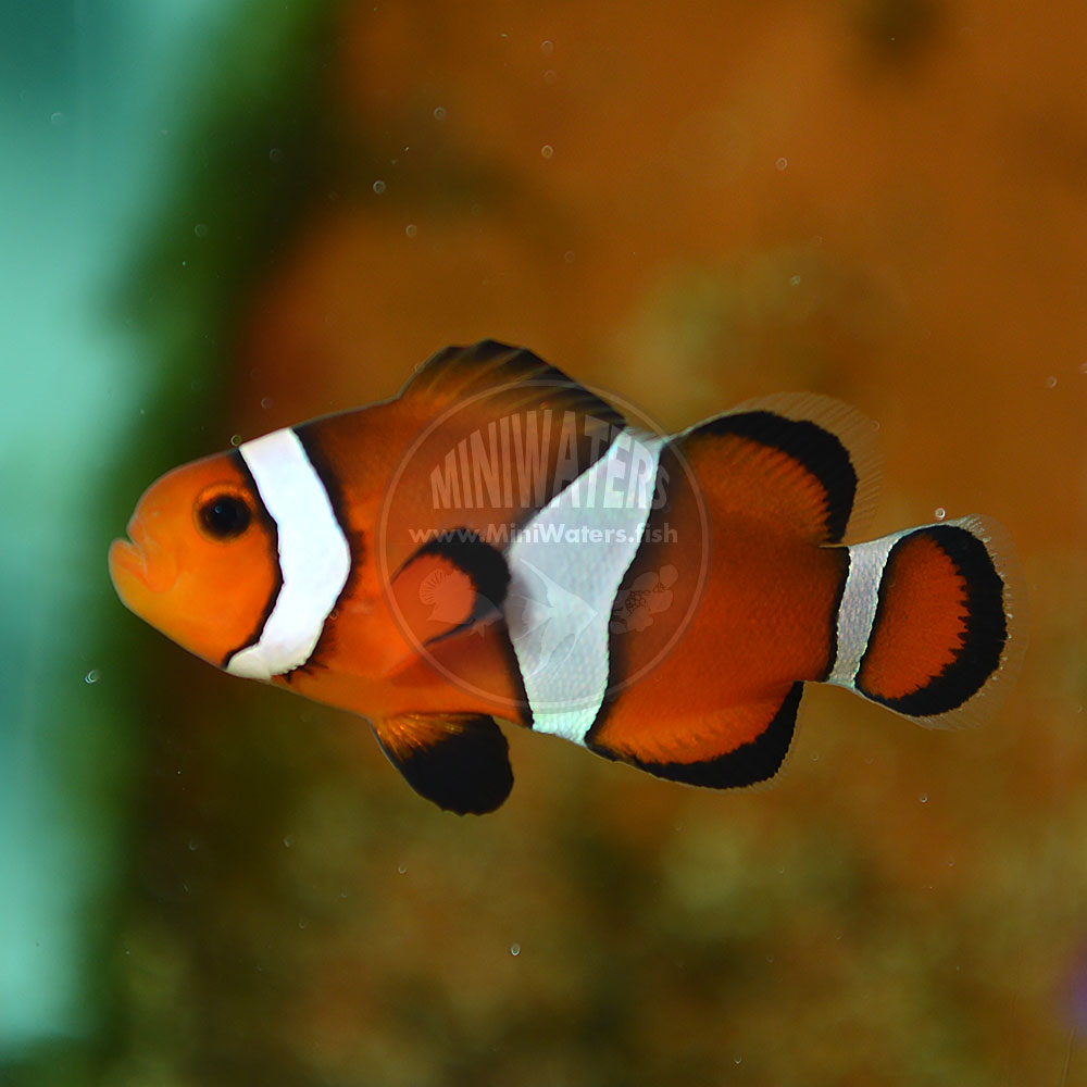 Amphiprion_ocellaris_Fancy_juv_3.jpg