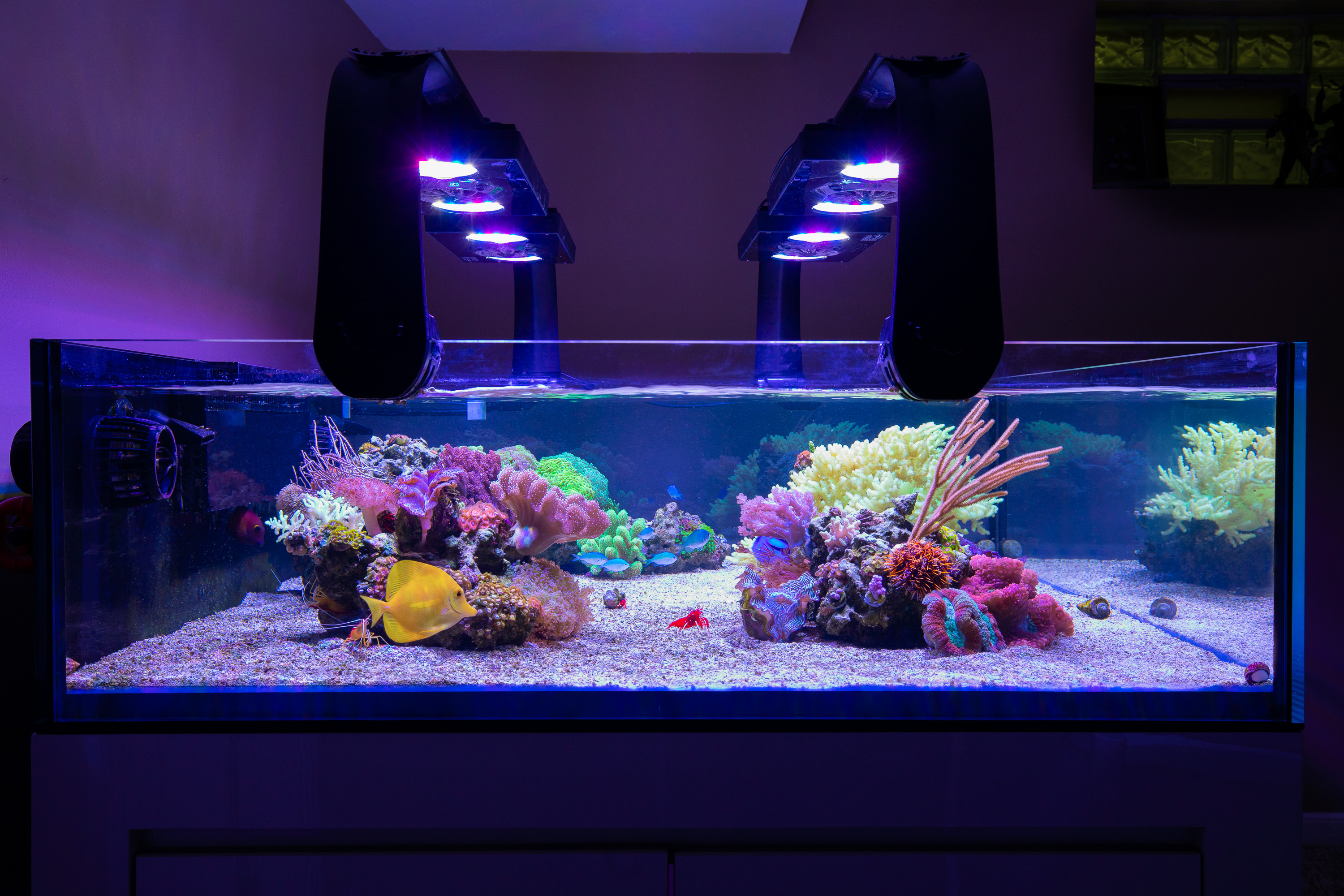 reefsavvy-85.jpg