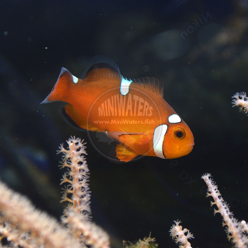 Amphiprion_ocellaris_NearlyNaked_1.jpg