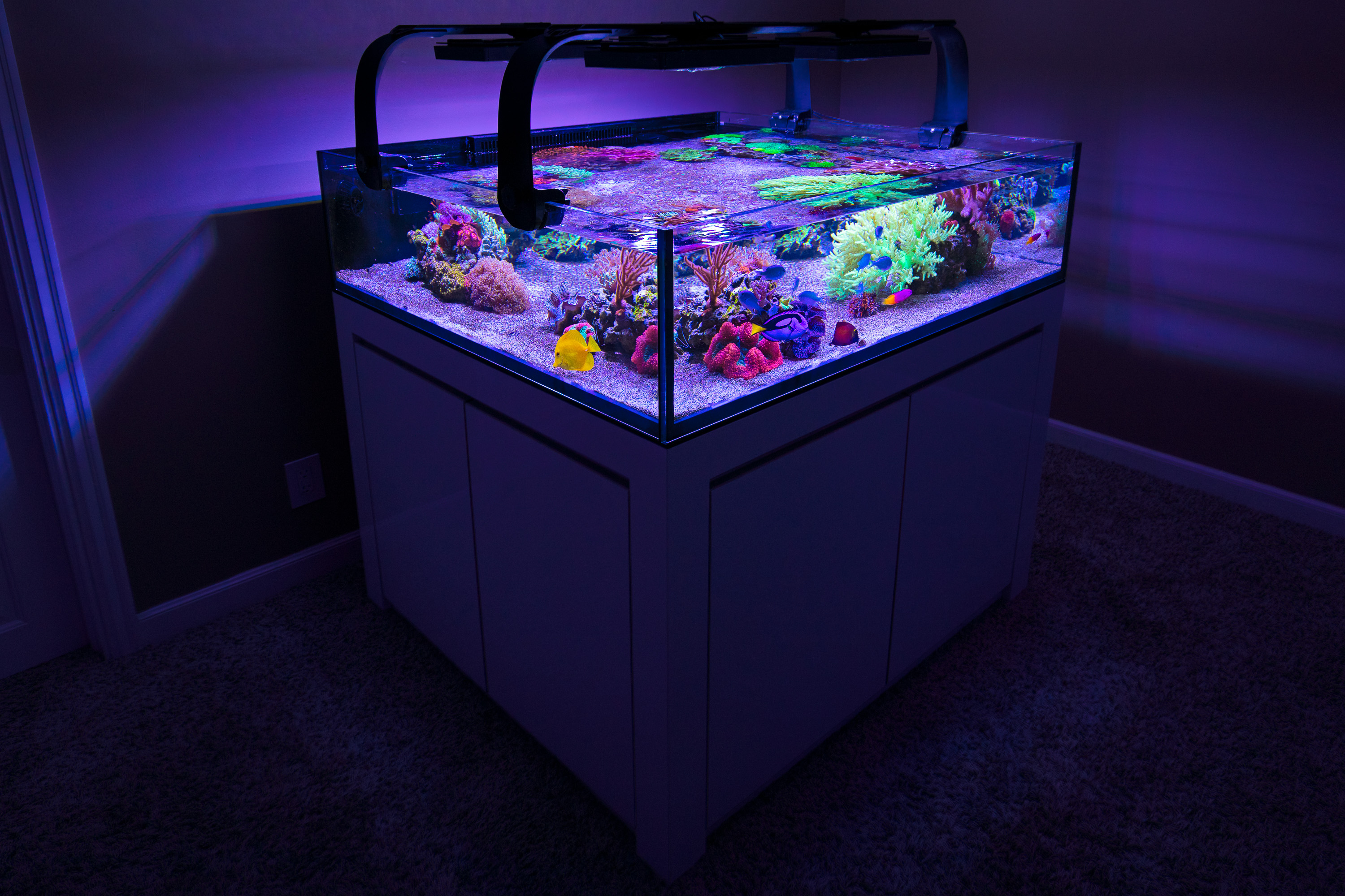 reefsavvy-125.jpg
