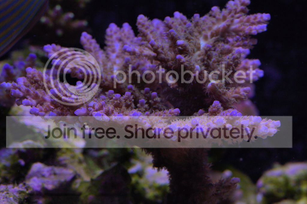 ORA%20chips%205-21-17_zps8jftixzi.jpg~original