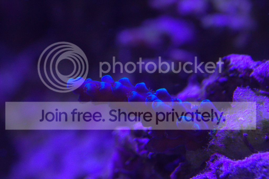 oregon%20tort%203-7-17_zpsh16t7g95.jpg~original