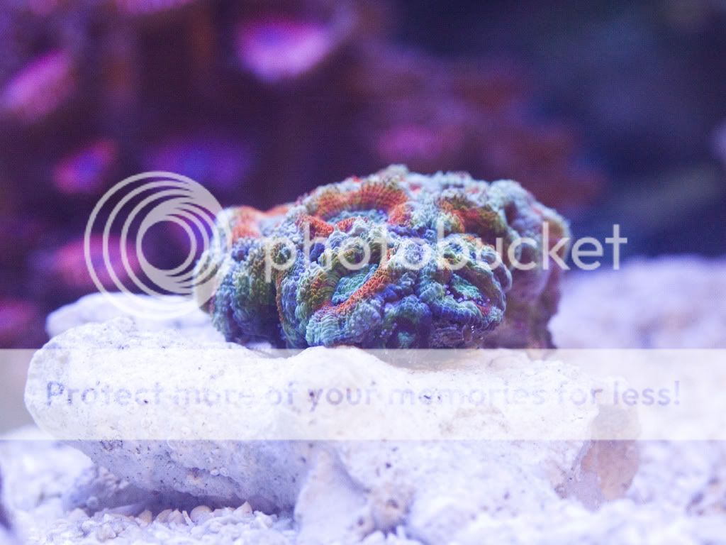 Rainbow-Acan-1.jpg