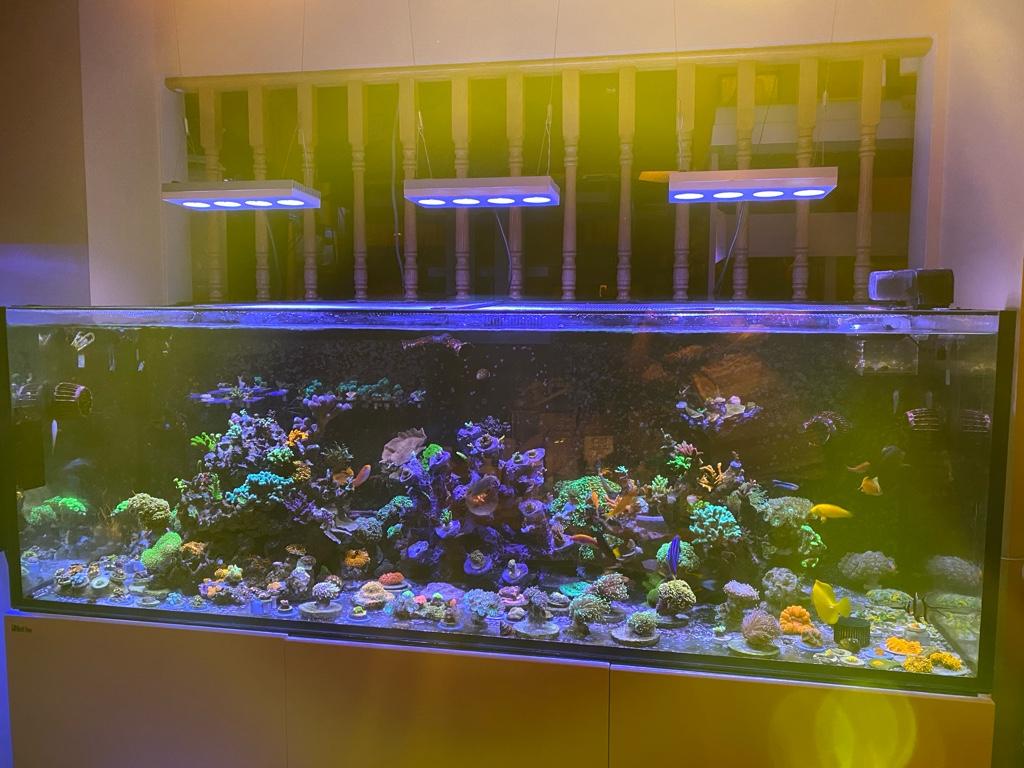 Kevin S Reefer 750 Xxl Tcmas Forums