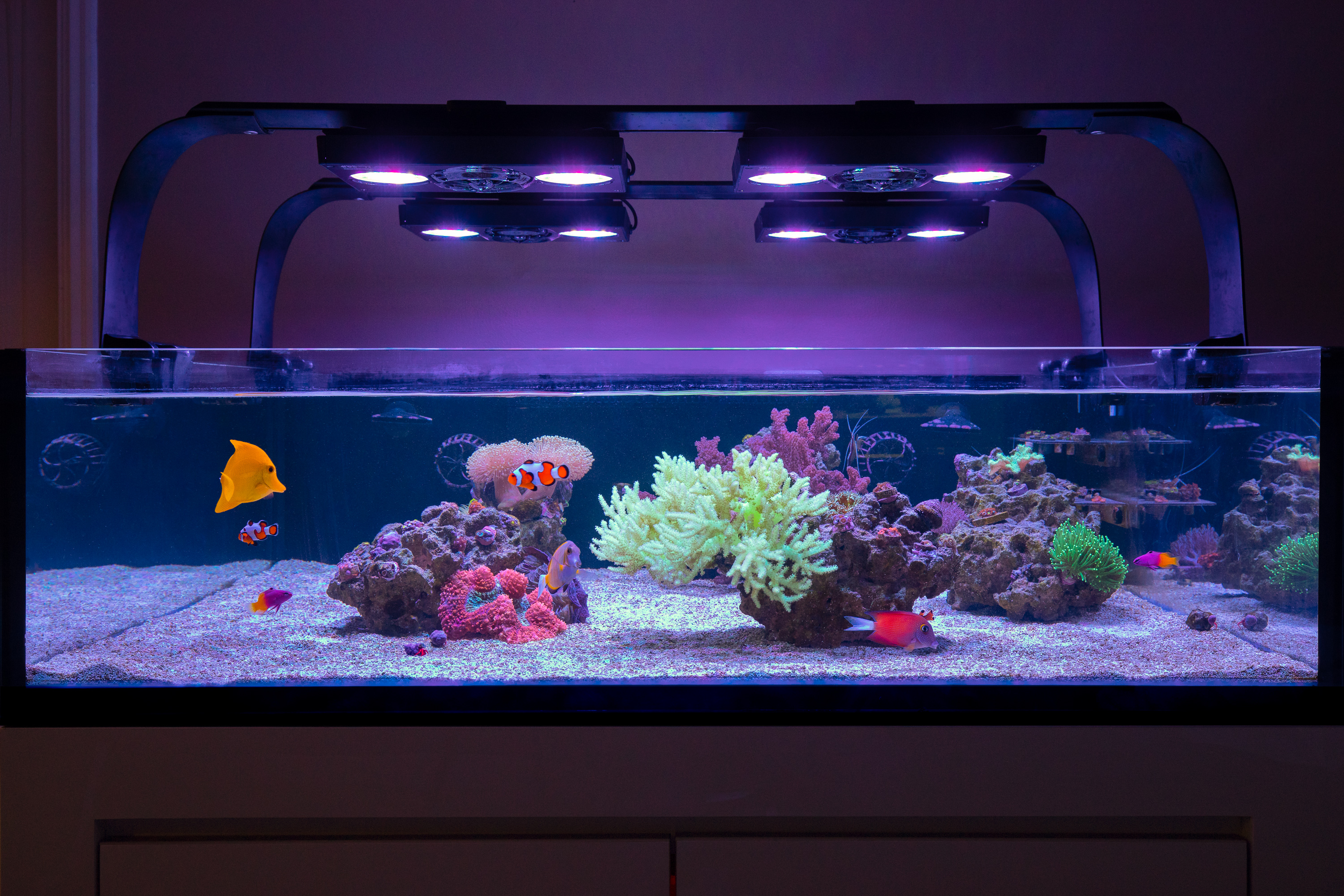 reefsavvy-64.jpg